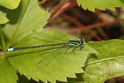 Réf. 211 972 : Ischnura verticalis